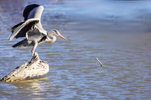 animal-heron
