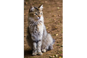 animal-chat