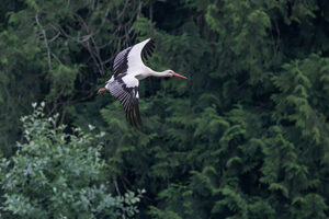 animal-cigogne