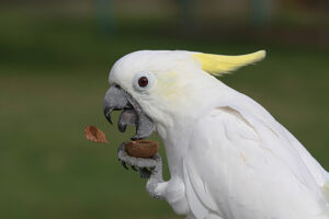 animal-perroquet-branfere