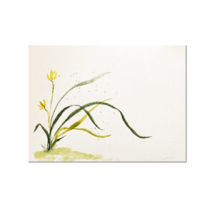 aquarelle-orchidee