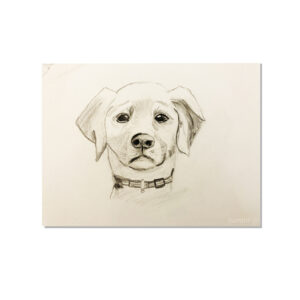 dessin-chien