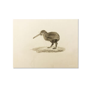 dessin-kiwi