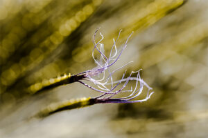 branchage