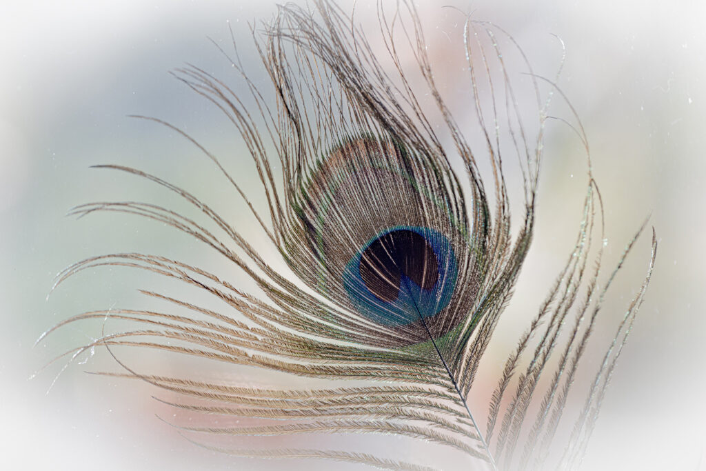 plume-paon