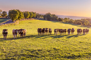 aubrac