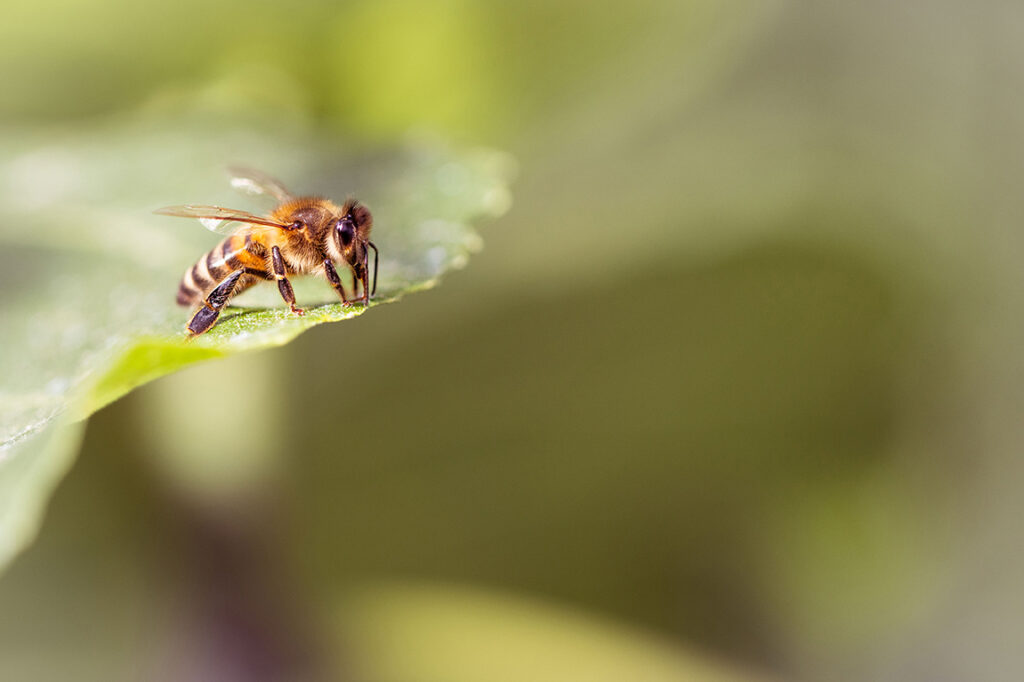 abeille