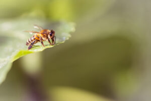 abeille