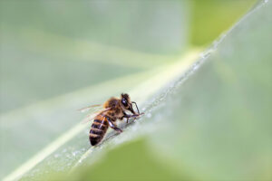 abeille