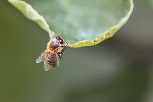 abeille