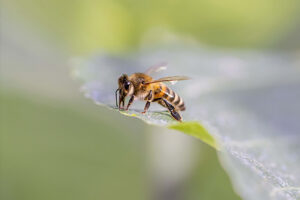 abeille