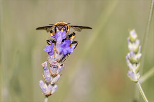 abeille