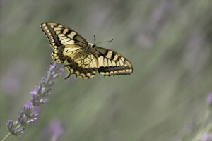 machaon