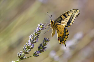 papillon