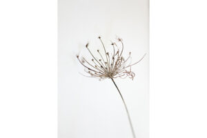 minimalisme-fleur-sechee