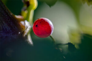 minimalisme-grain-raisin