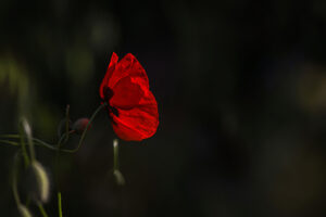 coquelicot