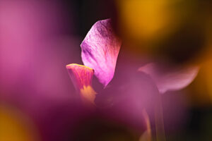 pensees