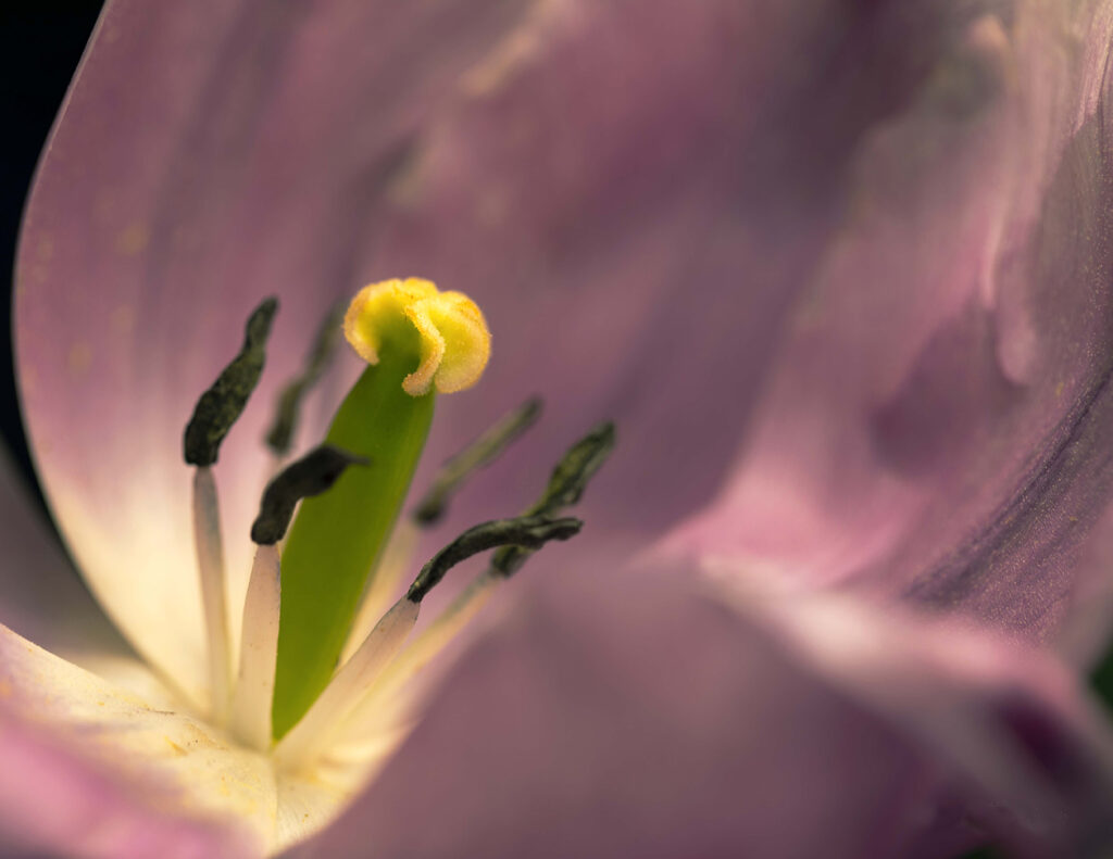 tulipe