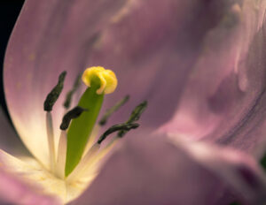 tulipe